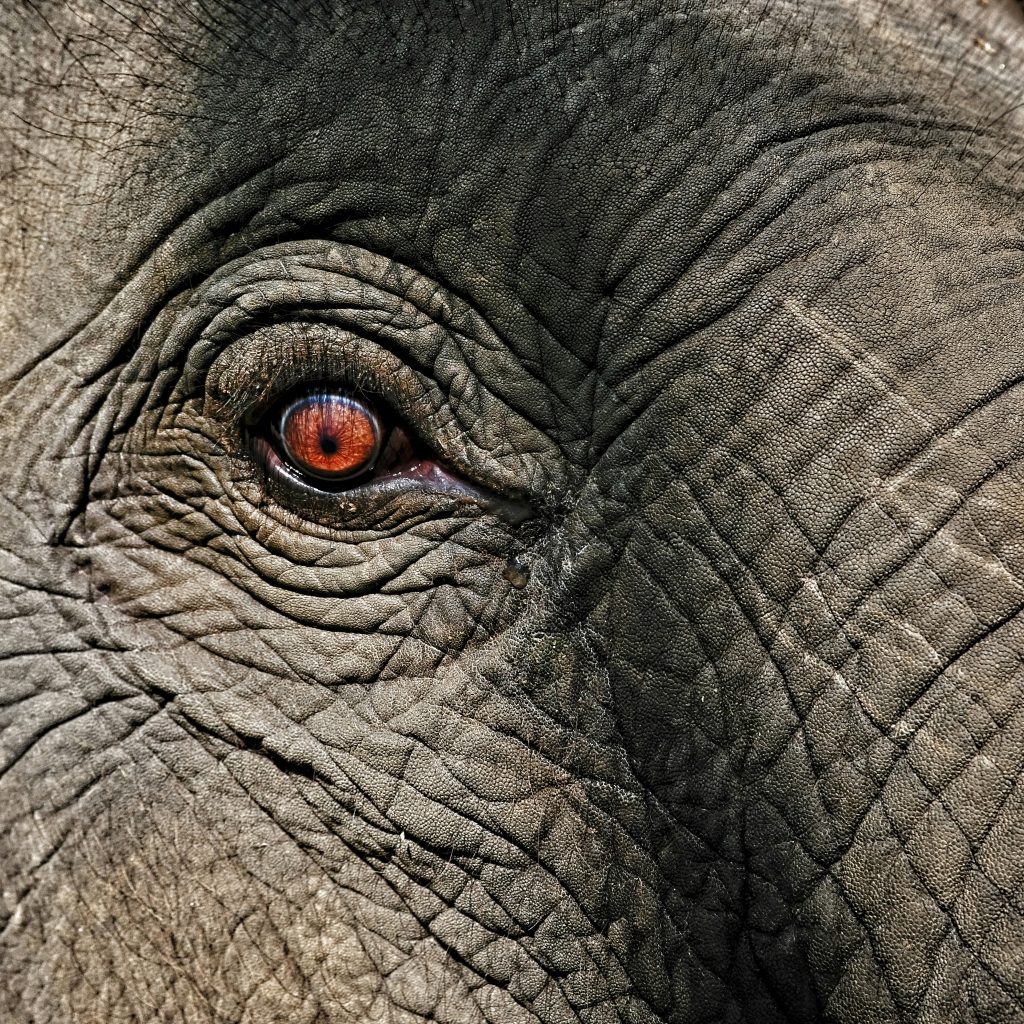 an elephant's eye with red eyes